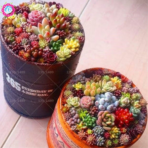 Rainbow Colored Succulent Seeds